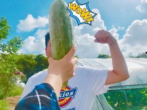 网红吃瓜群 骗局,揭秘背后真相，警惕网络陷阱