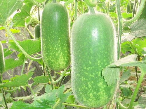 网红吃瓜姿势图片大全,趣味瞬间，笑料连连