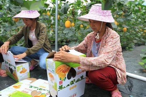 《文安》网红吃瓜,揭秘网络热点背后的真相